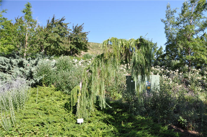 Plant photo of: Cedrus libani 'Pendula'