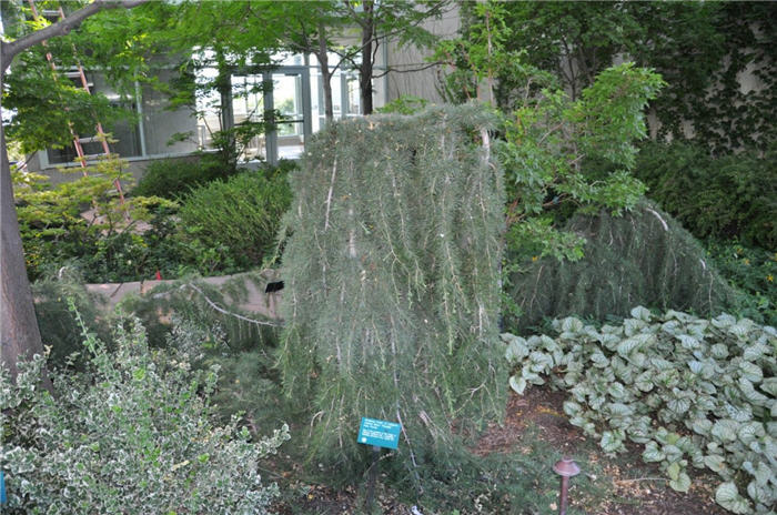Plant photo of: Cedrus libani 'Pendula'