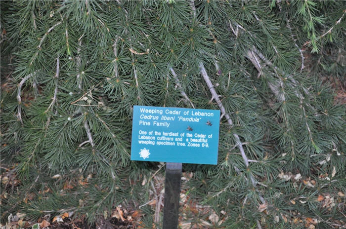 Plant photo of: Cedrus libani 'Pendula'