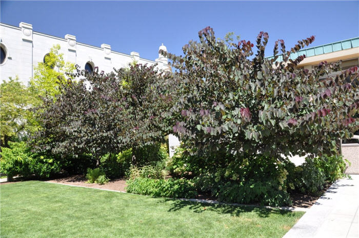 Plant photo of: Cercis canadensis 'Forest Pansy'