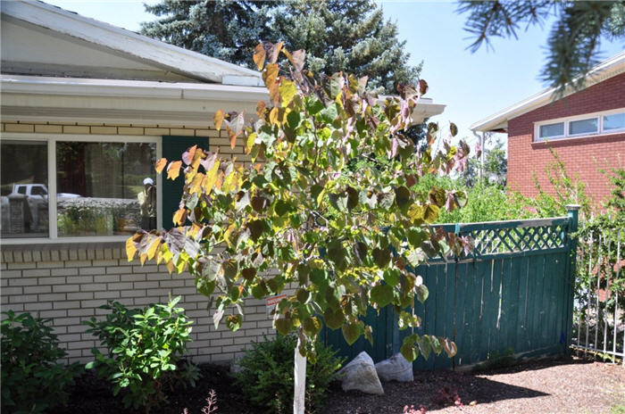 Plant photo of: Cercis canadensis 'Forest Pansy'