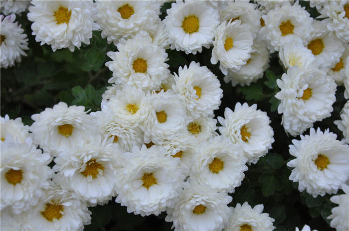 Plant photo of: Leucanthemum x superbum 'Alaska'