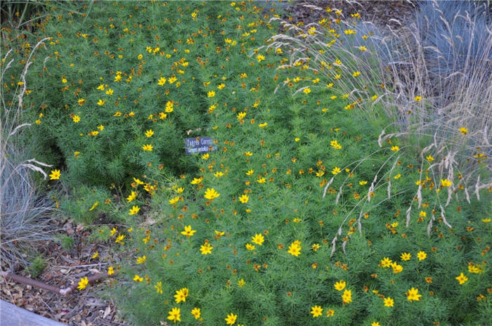 Plant photo of: Coreopsis verticillata 'Zagreb'