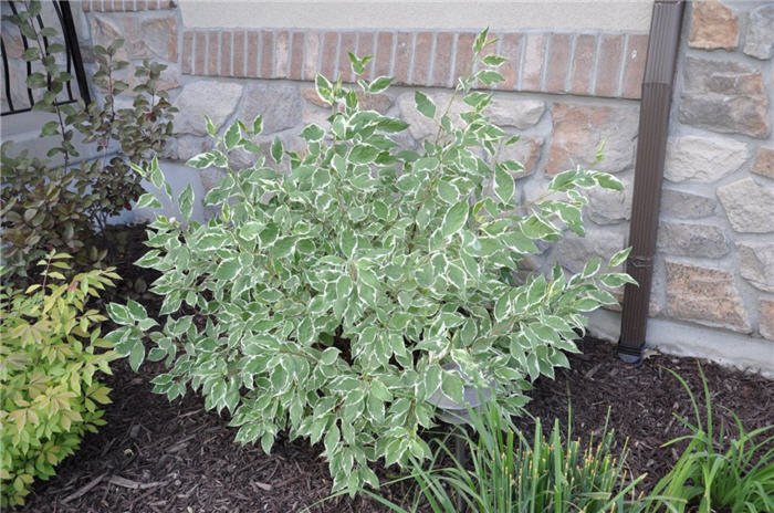Plant photo of: Cornus alba 'Bailhalo'
