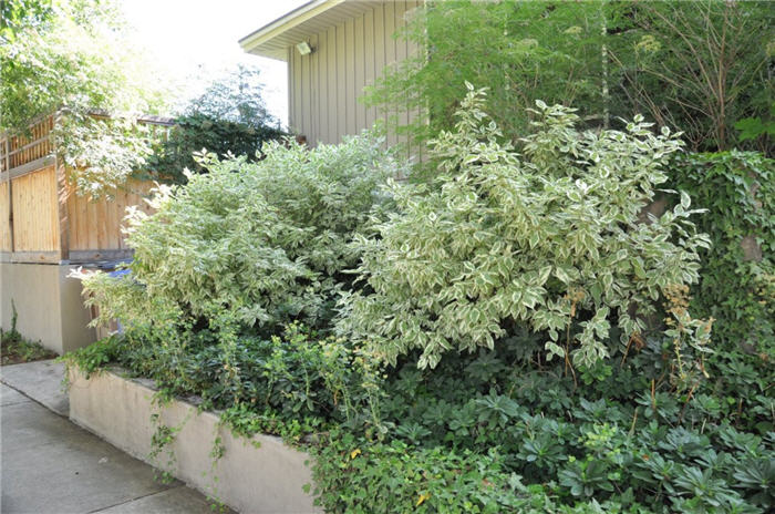 Plant photo of: Cornus alba 'Bailhalo'