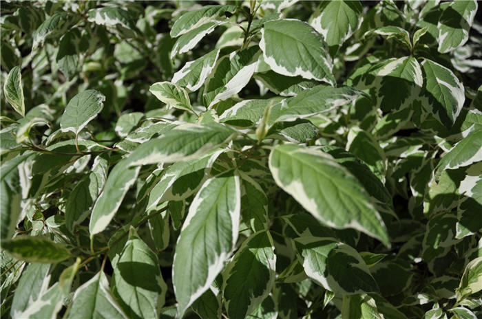 Plant photo of: Cornus alba 'Bailhalo'
