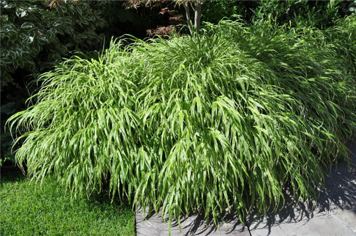Plant photo of: Cortaderia sellona 'Pumila'