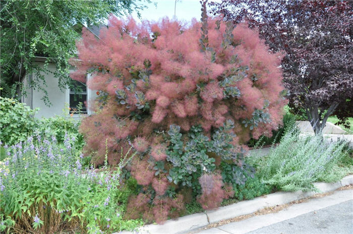 Plant photo of: Cotinus coggyria 'Velvet Cloak'