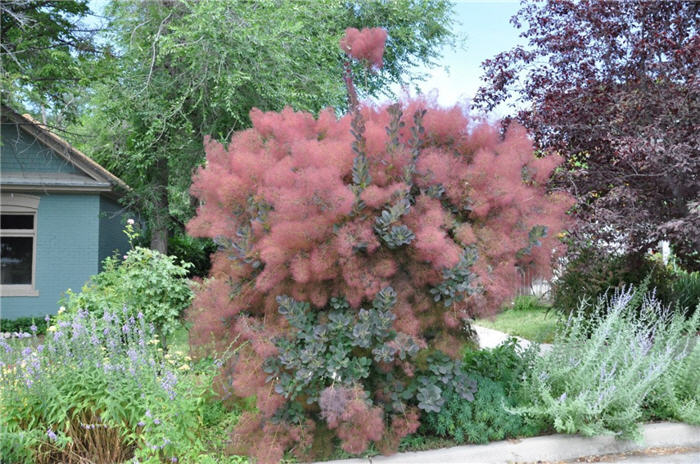 Plant photo of: Cotinus coggyria 'Velvet Cloak'