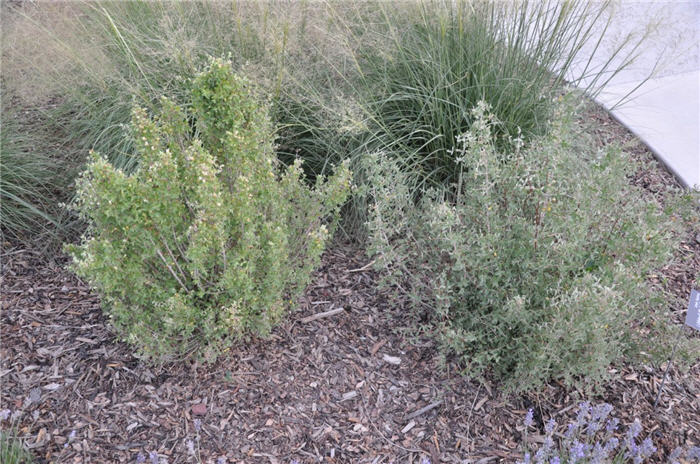 Plant photo of: Cowania mexicana