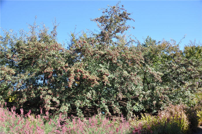 Plant photo of: Crataegis ambigua