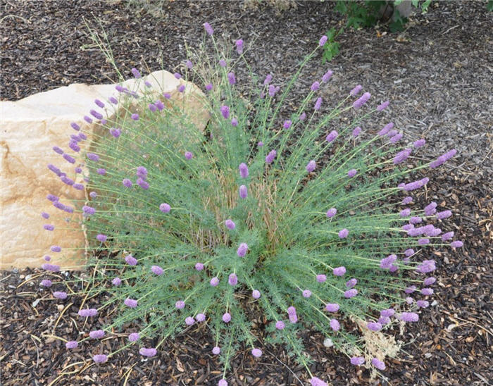 Plant photo of: Dalea purpurea
