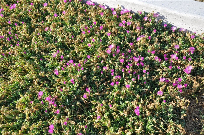 Plant photo of: Delosperma 'John Proffitt'