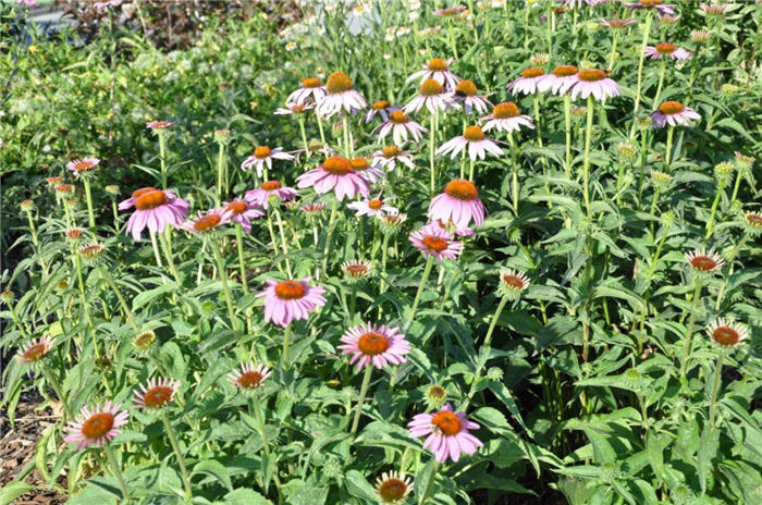 Plant photo of: Echinacea purpurea 'Magnus'