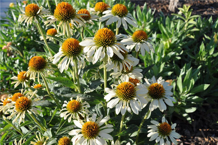 Plant photo of: Echinacea 'Sunrise'