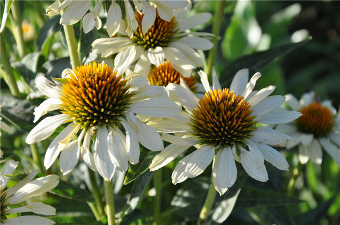 Plant photo of: Echinacea 'Sunrise'