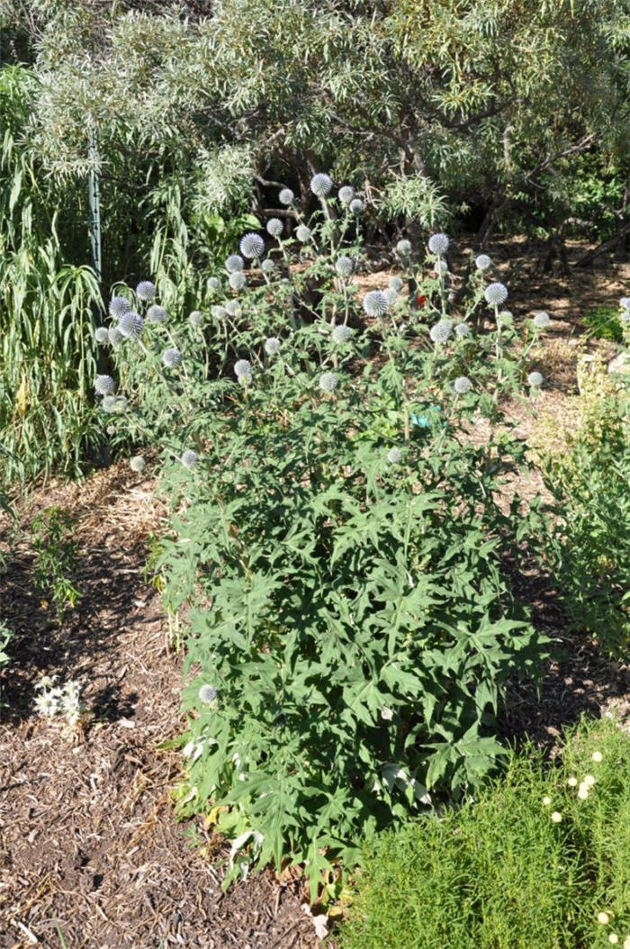 Plant photo of: Echinops banaticus 'Blue Glow'