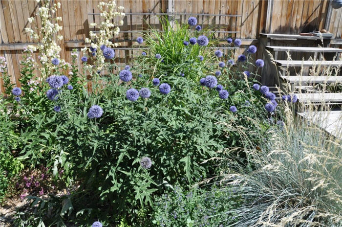 Plant photo of: Echinops banaticus 'Blue Glow'