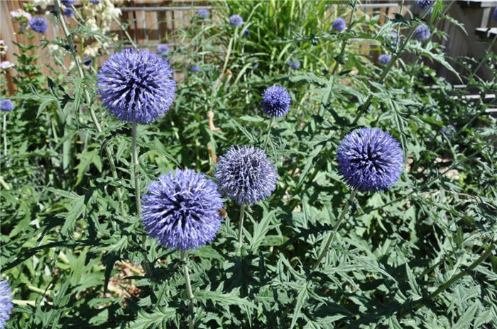 Plant photo of: Echinops banaticus 'Blue Glow'