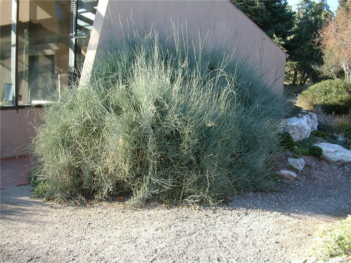 Plant photo of: Ephedra equisetina