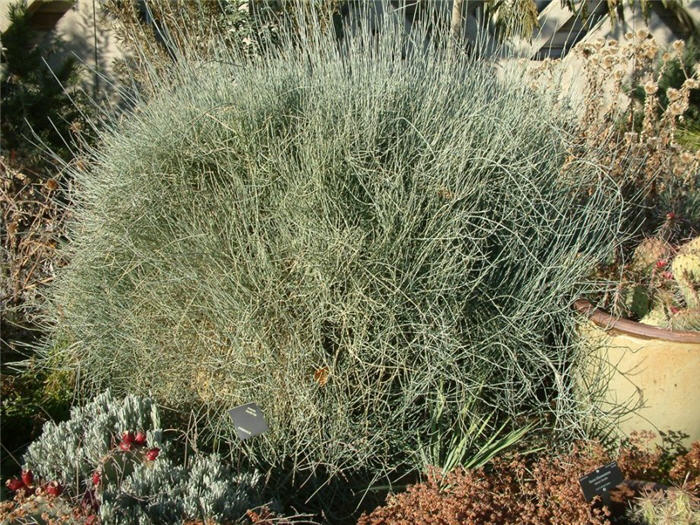 Plant photo of: Ephedra equisetina