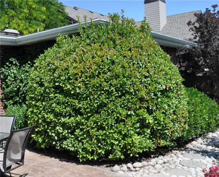 Plant photo of: Euonymus japonica 'Grandifolius'