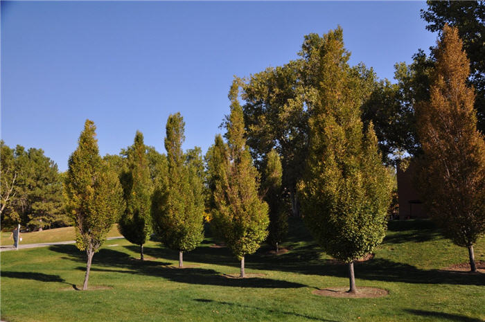 Plant photo of: Fagus sylvatica 'Dawyck'