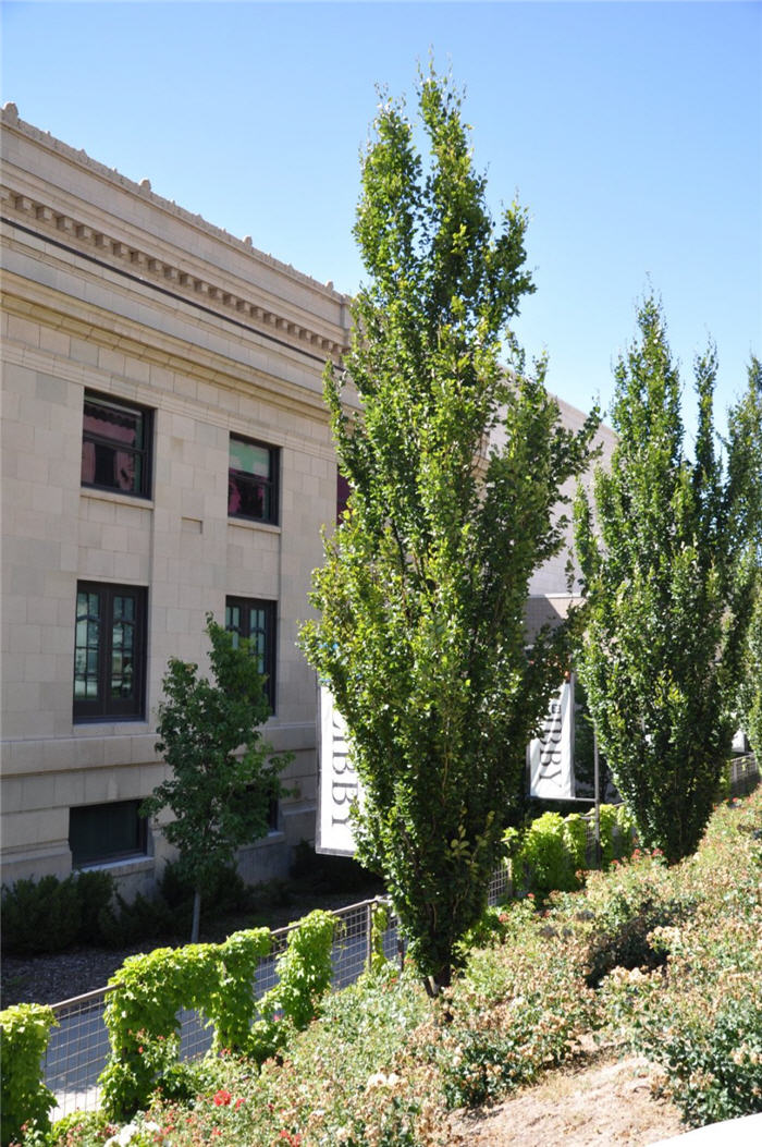 Plant photo of: Fagus sylvatica 'Dawyck'