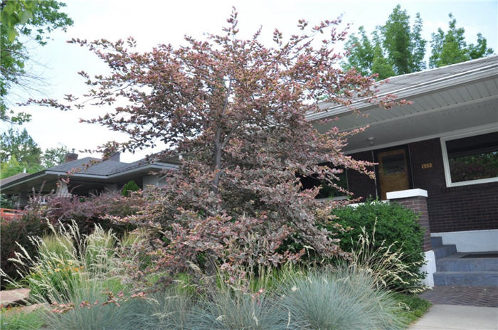 Plant photo of: Fagus sylvatica 'Roseo-marginata'