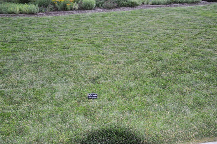 Plant photo of: Festuca arundinacea