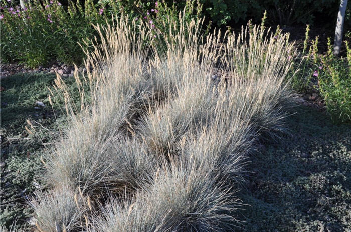 Plant photo of: Festuca glauca 'Boulder Blue'