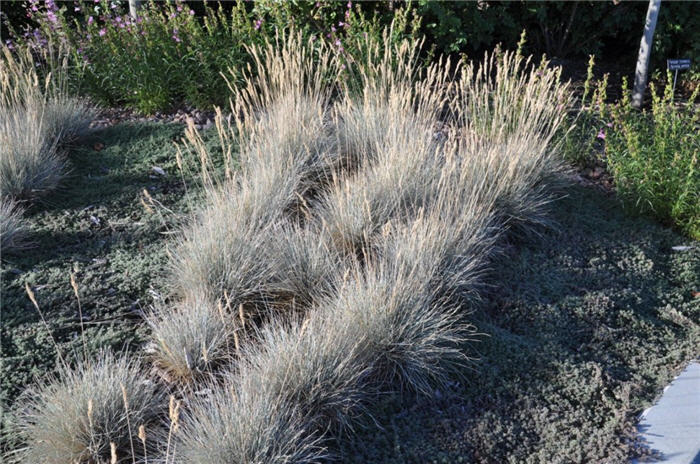Plant photo of: Festuca glauca 'Boulder Blue'