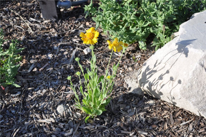 Plant photo of: Gaillardia 'Oranges and Lemon'