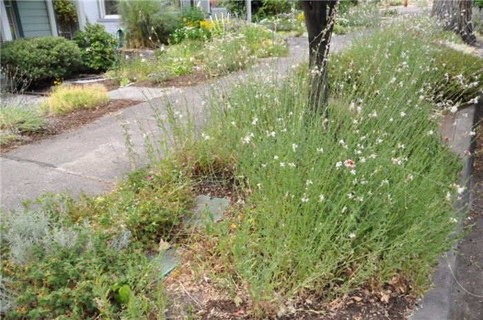 Plant photo of: Gaura lindheimeri 'Stratosphere'