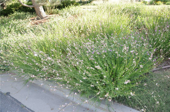 Plant photo of: Gaura lindheimeri 'Stratosphere'