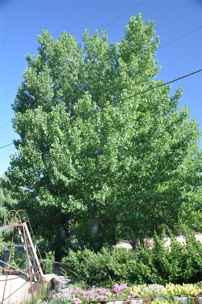Plant photo of: Ginkgo biloba 'Shangri-La'
