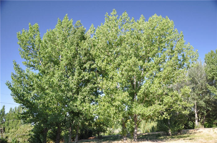 Plant photo of: Ginkgo biloba 'Shangri-La'