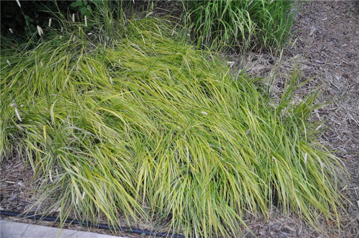Plant photo of: Hakonechloa macra 'Albo Striata'