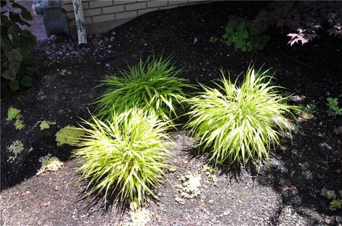 Plant photo of: Hakonechloa macra 'Aureola'