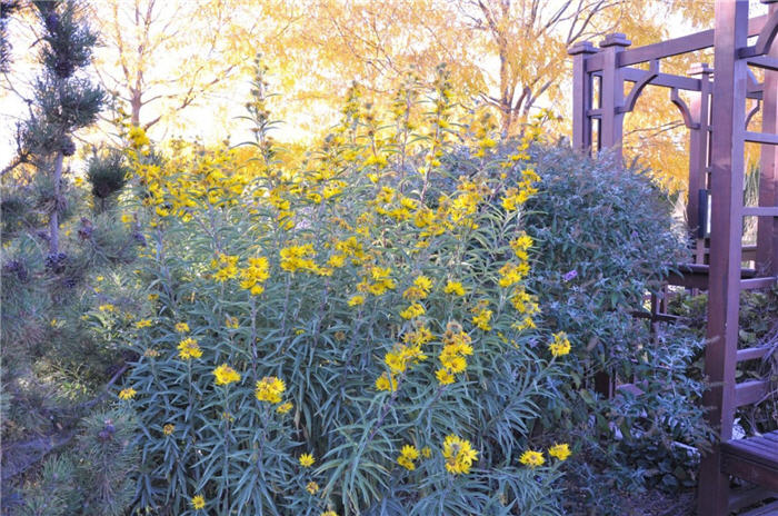 Plant photo of: Helianthus maximiliana 'Santa Fe'