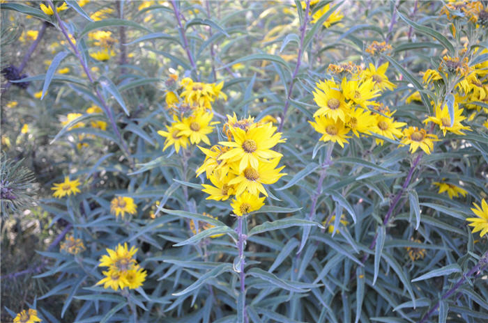 Plant photo of: Helianthus maximiliana 'Santa Fe'