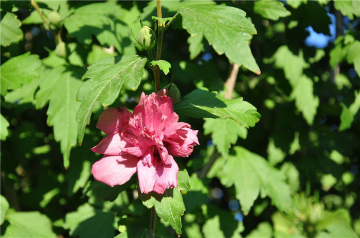 Plant photo of: Hibiscus syriacus 'Blushing Bride'