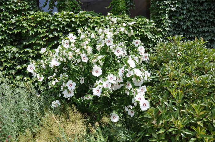 Plant photo of: Hibiscus syriacus 'Red Heart'