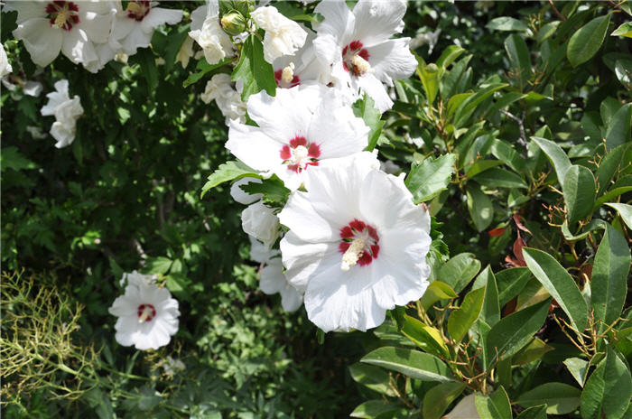 Plant photo of: Hibiscus syriacus 'Red Heart'