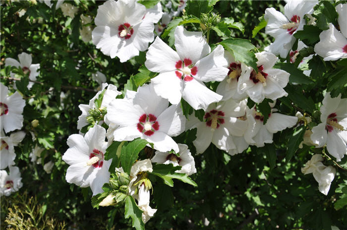 Plant photo of: Hibiscus syriacus 'Red Heart'
