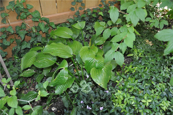 Plant photo of: Hosta