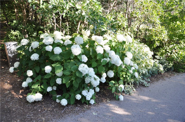 Plant photo of: Hydrangea arborescens 'Annabelle'