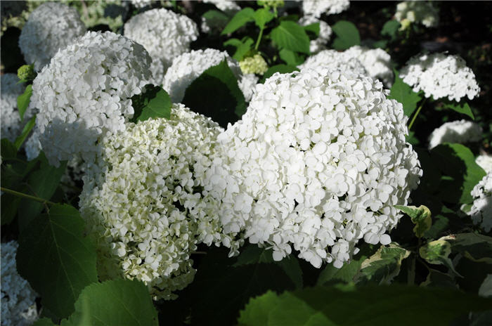 Plant photo of: Hydrangea arborescens 'Annabelle'