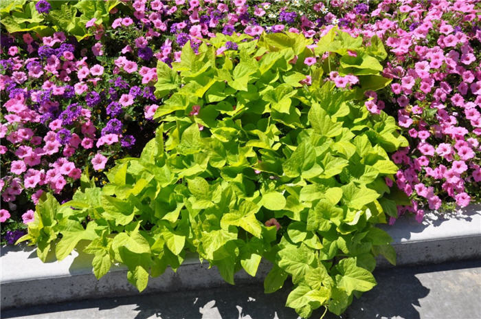 Plant photo of: Ipomoea batatas