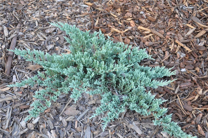 Plant photo of: Juniperus horizontalis 'Blue Chip'